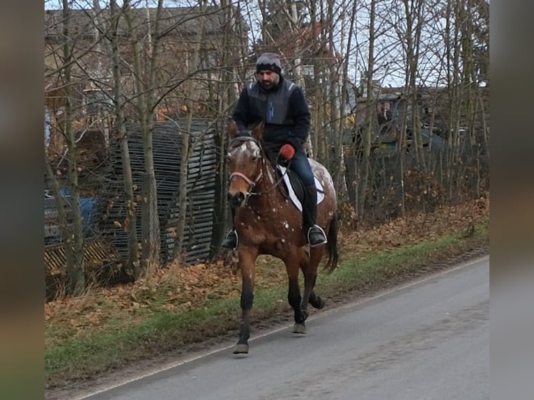 Appaloosa Jument 9 Ans 152 cm Léopard in Buttstädt