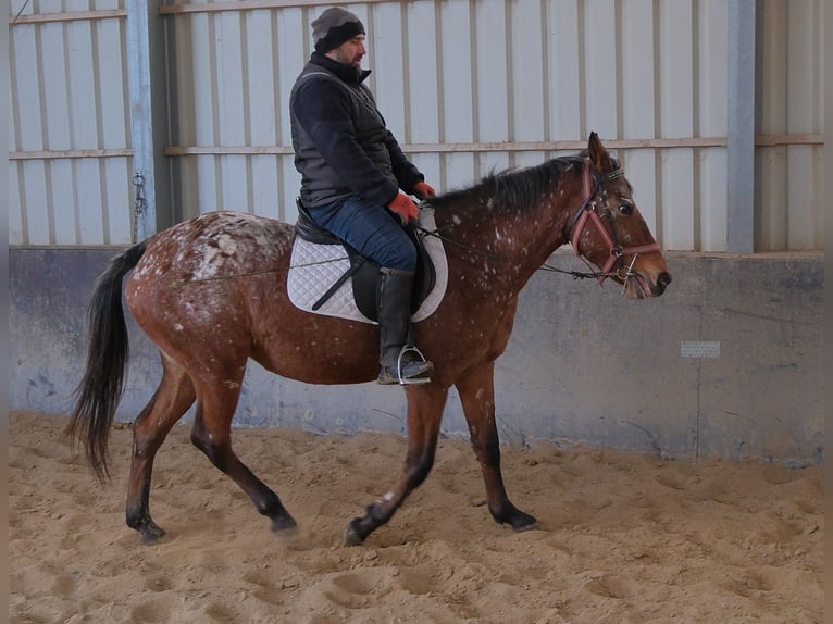 Appaloosa Jument 9 Ans 152 cm Léopard in Buttstädt