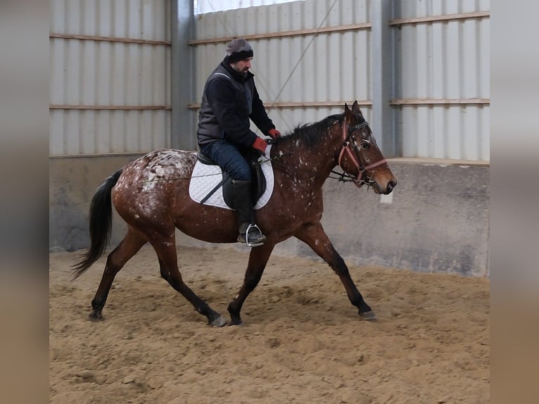Appaloosa Jument 9 Ans 152 cm Léopard in Buttstädt