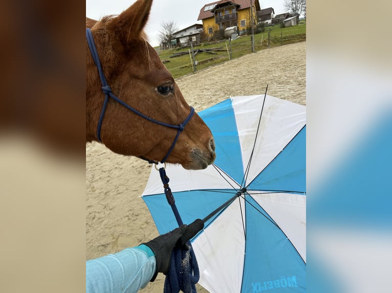 Appaloosa Jument 9 Ans 153 cm Alezan in Wartberg ob der Aist