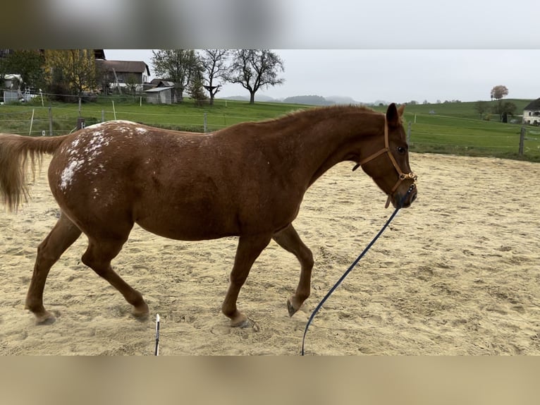 Appaloosa Jument 9 Ans 153 cm Alezan in Wartberg ob der Aist