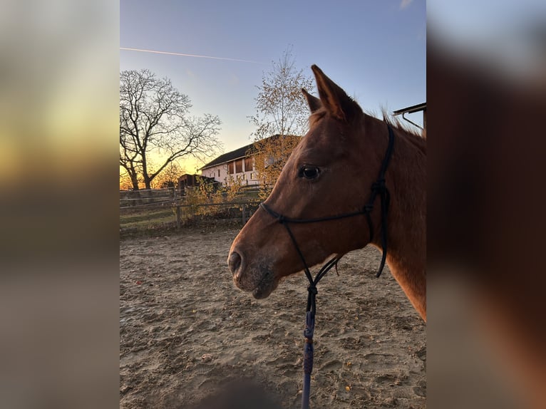 Appaloosa Jument 9 Ans 153 cm Alezan in Wartberg ob der Aist