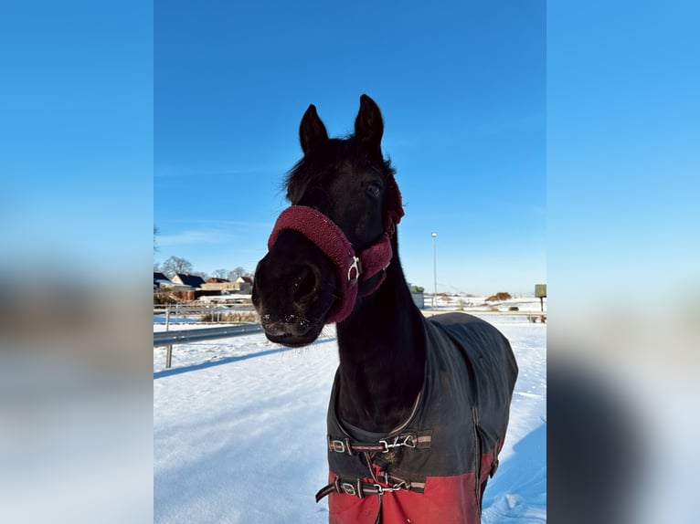 Appaloosa Croisé Jument 9 Ans 155 cm Bai brun in Ziesendorf