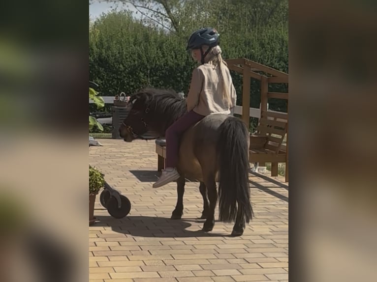 Appaloosa Jument 9 Ans 85 cm Bai in Jarmen