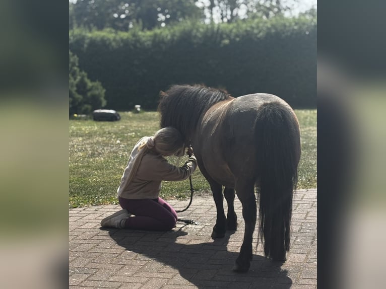 Appaloosa Jument 9 Ans 85 cm Bai in Jarmen