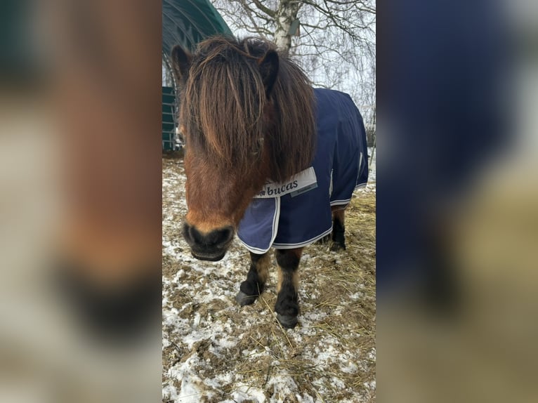 Appaloosa Jument 9 Ans 85 cm Bai in Jarmen