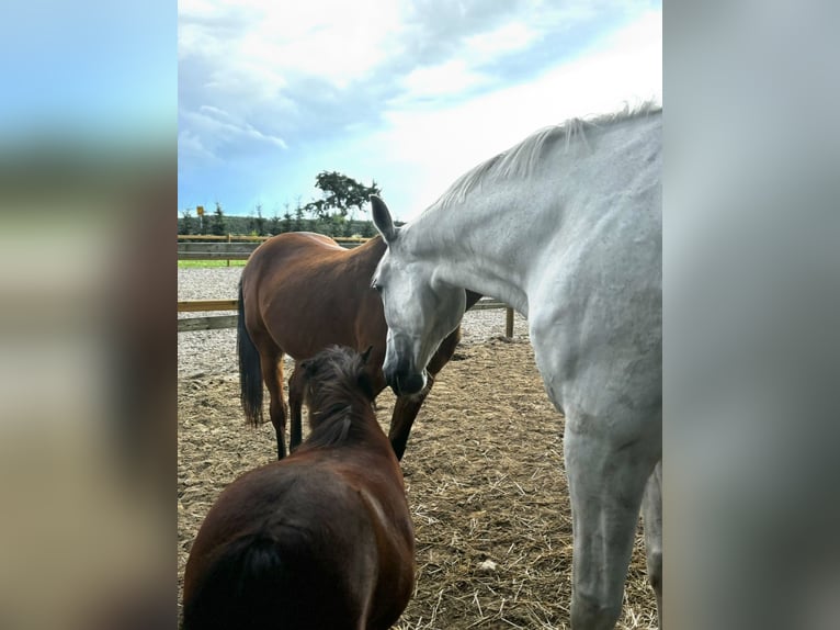 Appaloosa Jument 9 Ans 85 cm Bai in Jarmen