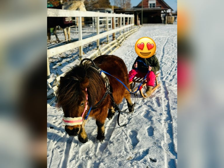Appaloosa Jument 9 Ans 85 cm Bai in Jarmen