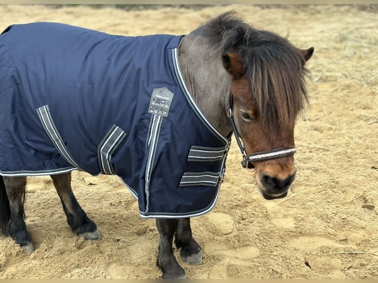 Appaloosa Jument 9 Ans 85 cm Bai in Jarmen