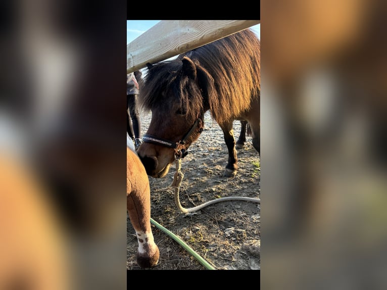 Appaloosa Jument 9 Ans 85 cm Bai in Jarmen
