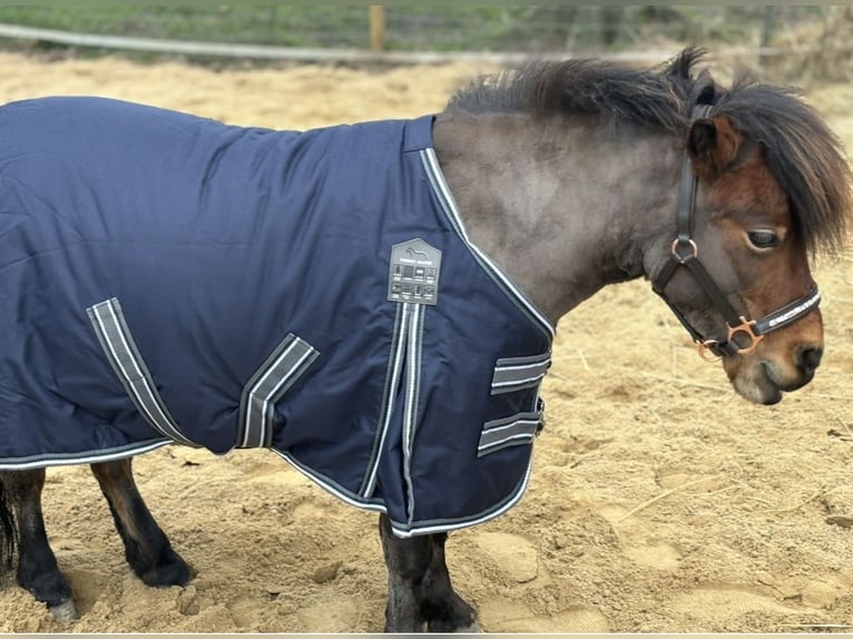 Appaloosa Jument 9 Ans 85 cm Bai in Jarmen