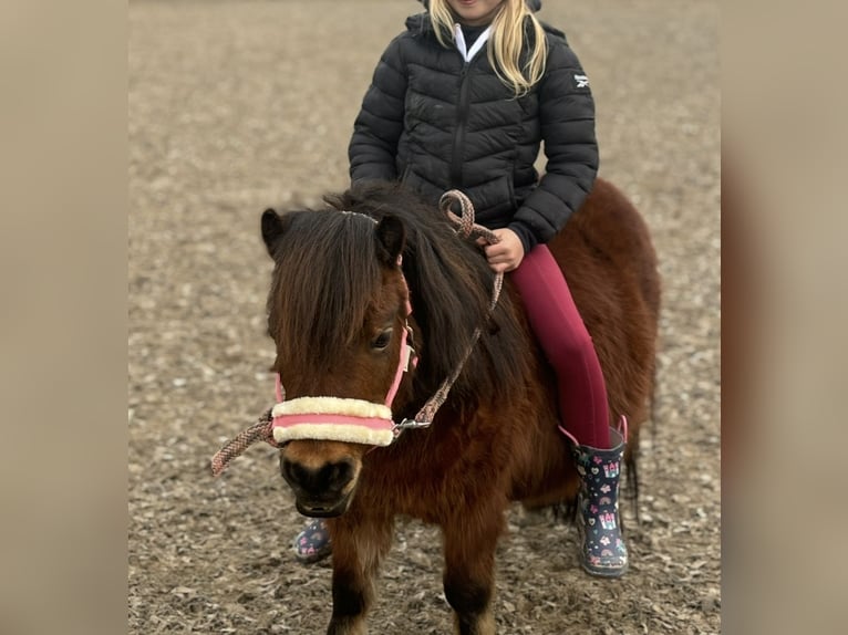 Appaloosa Jument 9 Ans 85 cm Bai in Jarmen