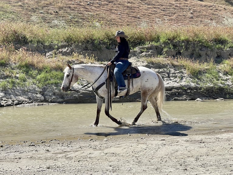 Appaloosa Jument 9 Ans Rouan Rouge in Paicines CA