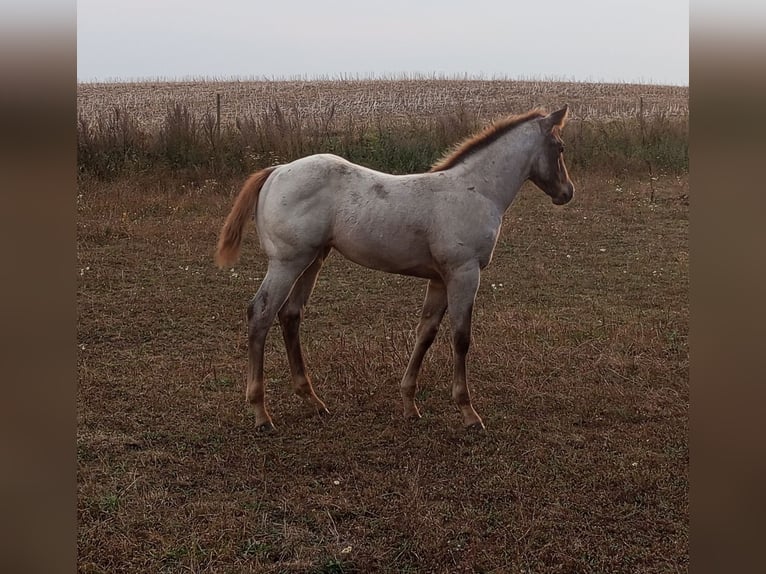 Appaloosa Jument Poulain (01/2024) 148 cm Rouan Rouge in Skurup