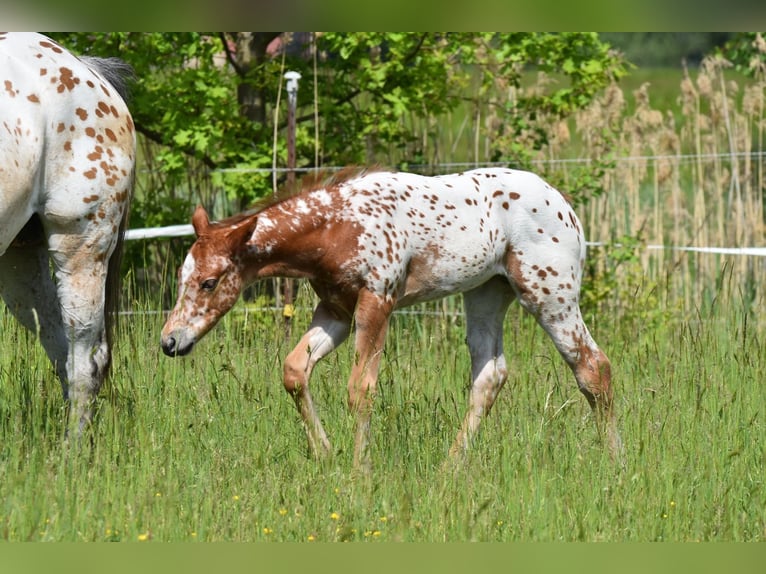 Appaloosa Jument Poulain (04/2026) 154 cm Alezan brûlé in Neuhausen/Spree