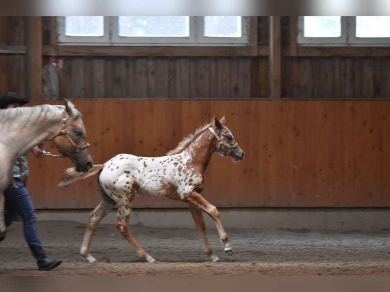 Appaloosa Jument Poulain (04/2026) 154 cm Alezan brûlé in Neuhausen/Spree