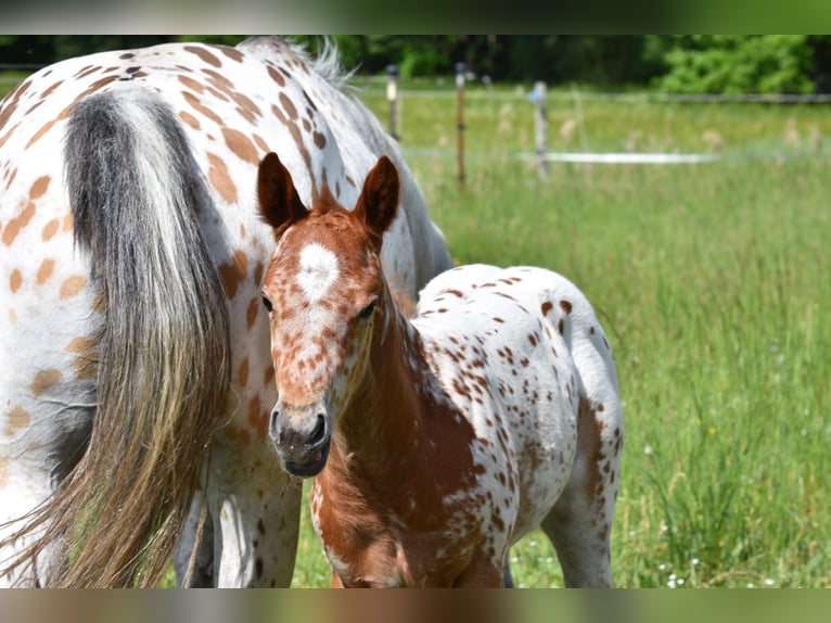 Appaloosa Jument Poulain (04/2026) 154 cm Alezan brûlé in Neuhausen/Spree