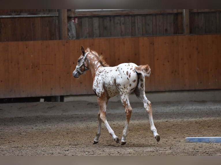 Appaloosa Jument Poulain (04/2026) 154 cm Alezan brûlé in Neuhausen/Spree