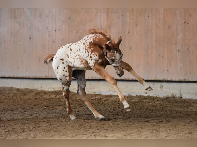Appaloosa Jument Poulain (04/2026) 154 cm Alezan brûlé in Neuhausen/Spree