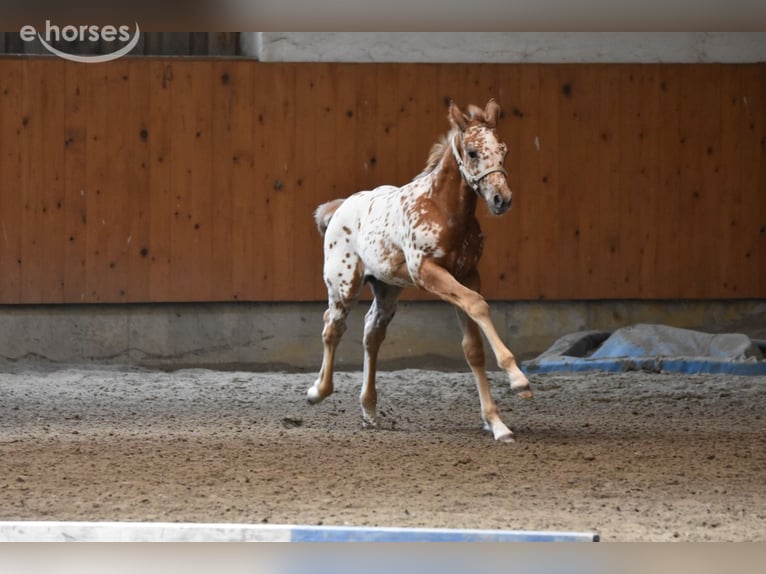 Appaloosa Jument Poulain (04/2026) 155 cm Alezan brûlé in Neuhausen