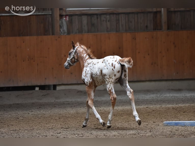 Appaloosa Jument Poulain (04/2026) 155 cm Alezan brûlé in Neuhausen