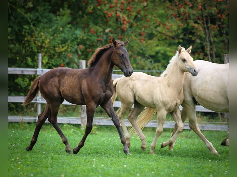 Appaloosa Jument Poulain (04/2024) 155 cm Alezan brûlé in Vohenstrauß