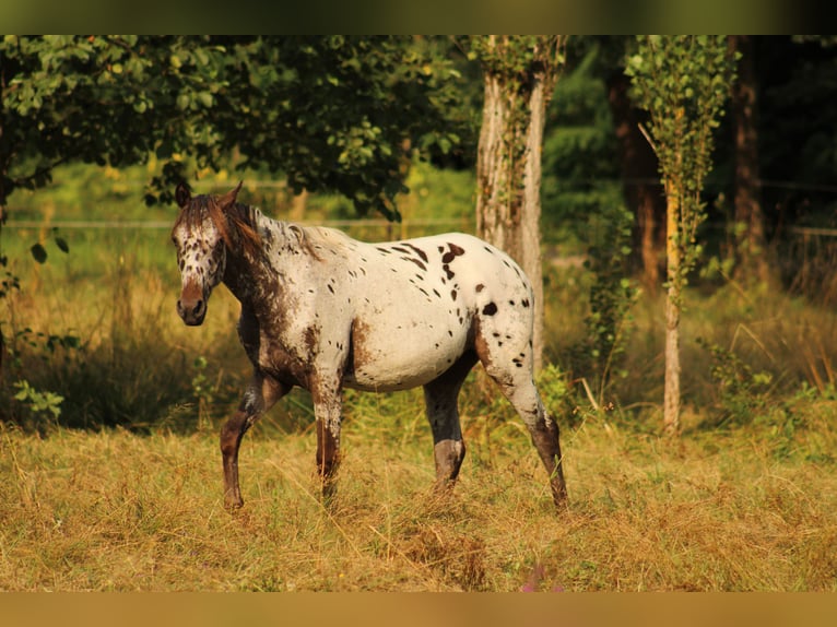 Appaloosa Jument  155 cm Bai brun in Globoko