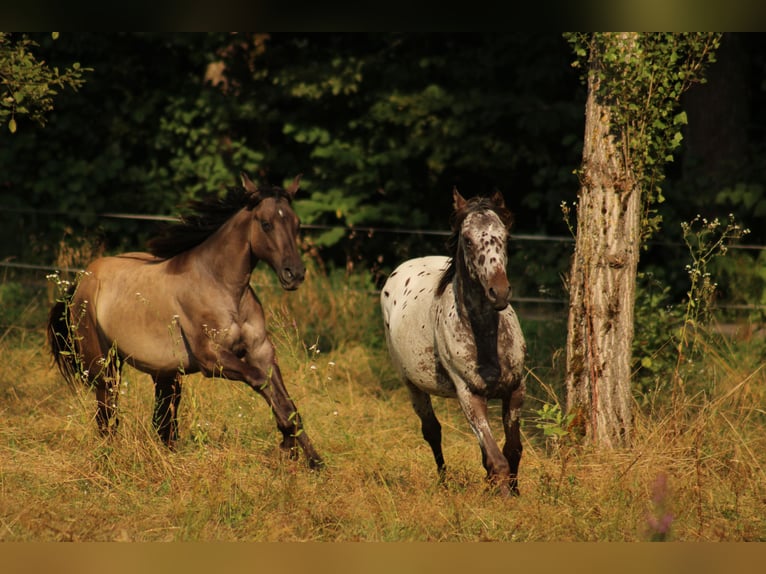Appaloosa Jument  155 cm Bai brun in Globoko