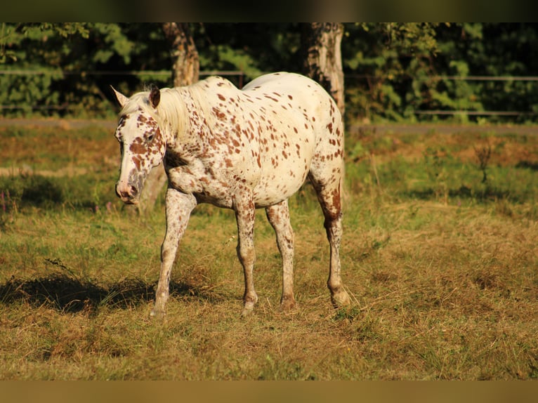 Appaloosa Jument Poulain (03/2026) 155 cm Bai cerise in Globoko