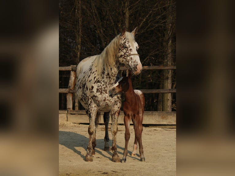 Appaloosa Jument Poulain (03/2026) 155 cm Bai cerise in Globoko