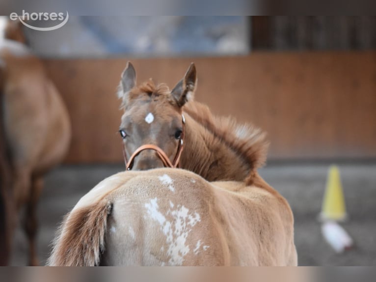 Appaloosa Jument Poulain (04/2026) 155 cm Buckskin in Neuhausen