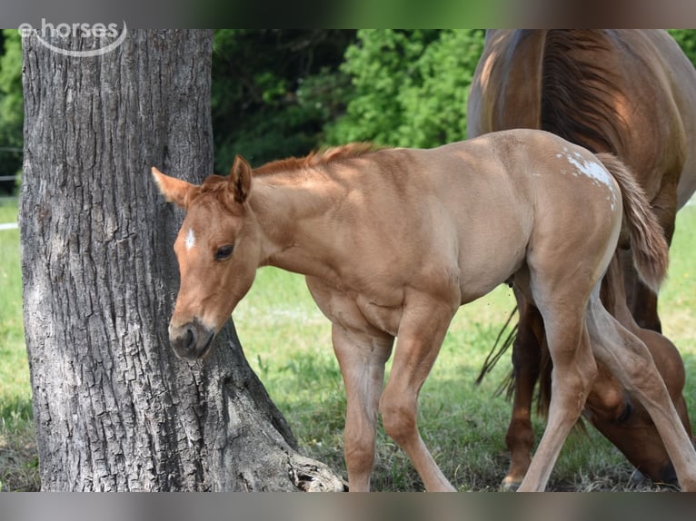Appaloosa Jument Poulain (04/2026) 155 cm Buckskin in Neuhausen