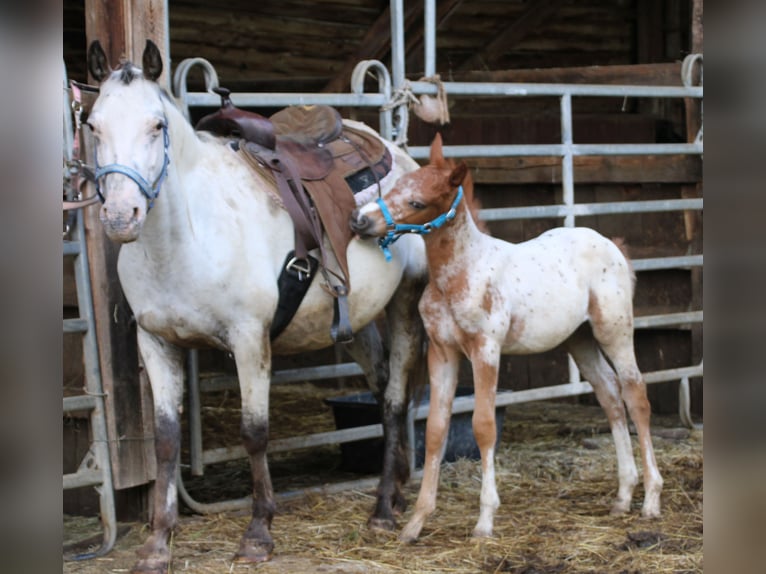 Appaloosa Croisé Jument Poulain (05/2024) 155 cm Léopard in Miehlen