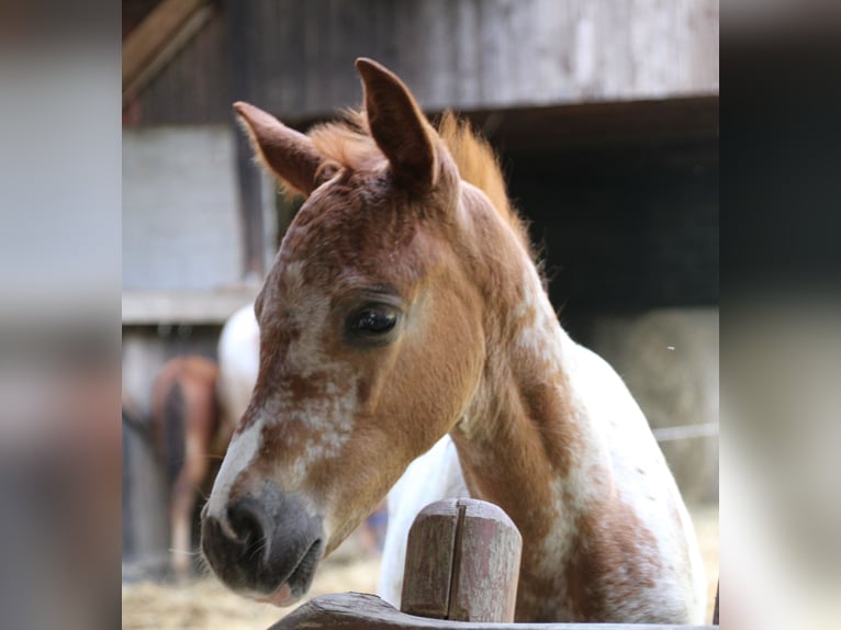 Appaloosa Croisé Jument Poulain (05/2024) 155 cm Léopard in Miehlen