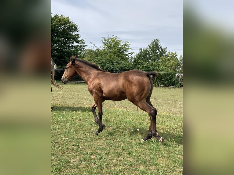 Appaloosa Jument Poulain (04/2024) 155 cm Overo-toutes couleurs in Pappenheim