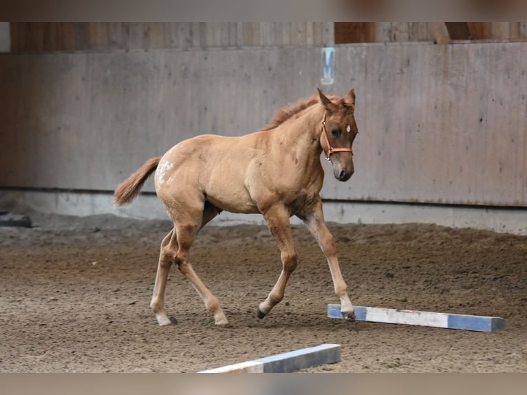 Appaloosa Jument Poulain (04/2026) 155 cm  in Neuhausen/Spree