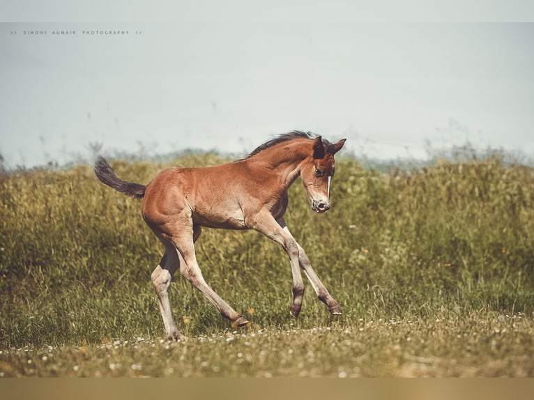 Appaloosa Jument Poulain (06/2024) 156 cm Bai in St. Marien