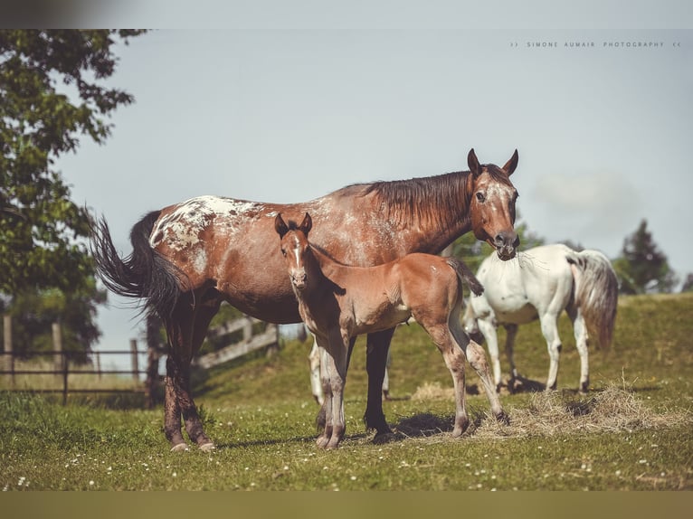 Appaloosa Jument Poulain (06/2024) 156 cm Bai in St. Marien