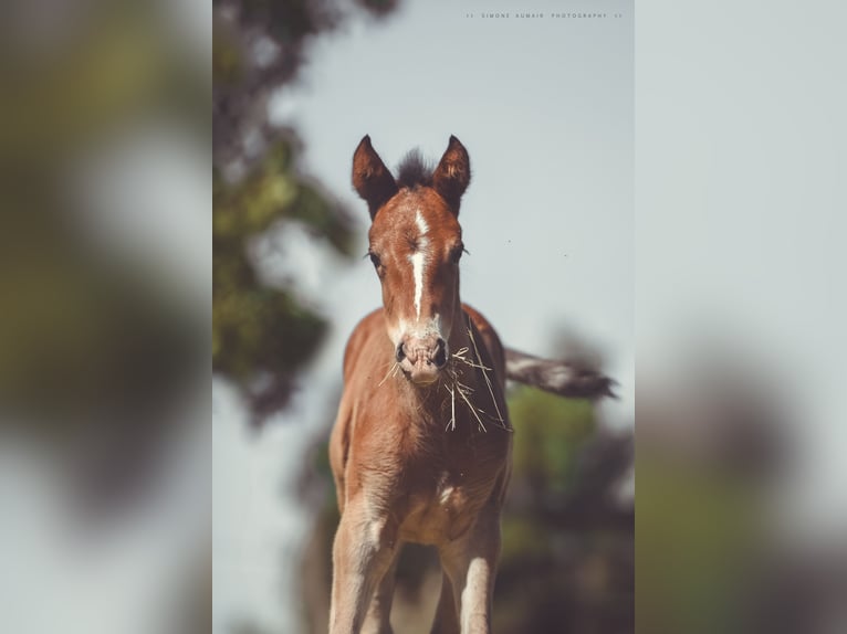 Appaloosa Jument Poulain (06/2024) 156 cm Bai in St. Marien