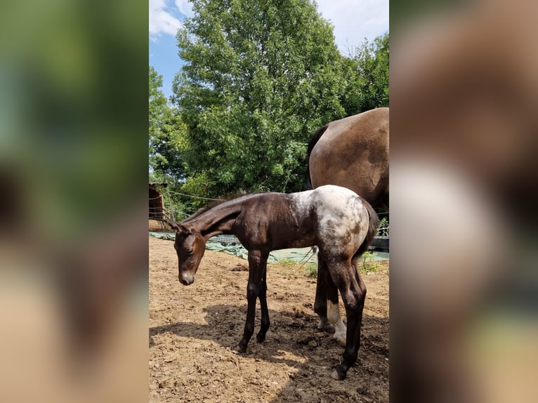 Appaloosa Jument Poulain (07/2024) 156 cm Noir in Ternitz