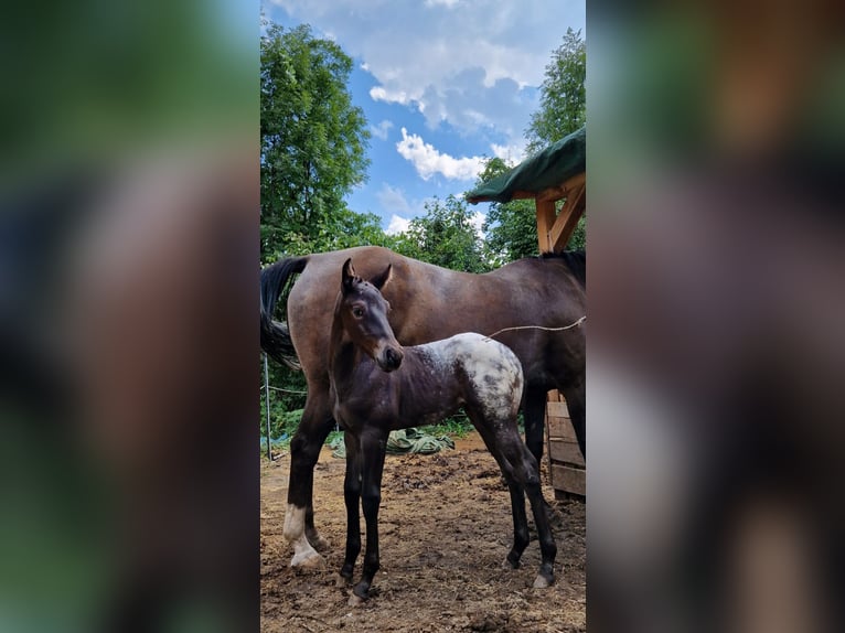 Appaloosa Jument Poulain (07/2024) 156 cm Noir in Ternitz