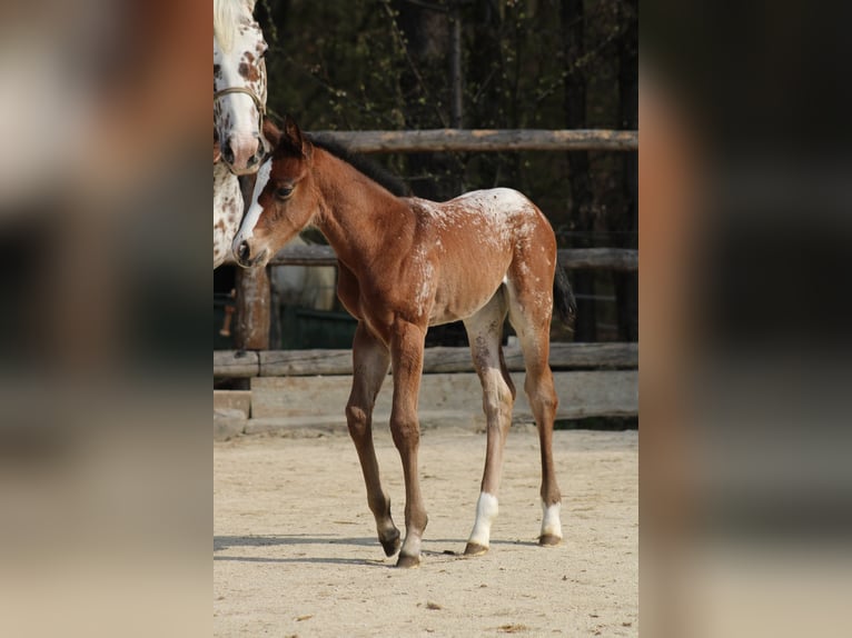 Appaloosa Jument Poulain (03/2026) 157 cm Léopard in Globoko