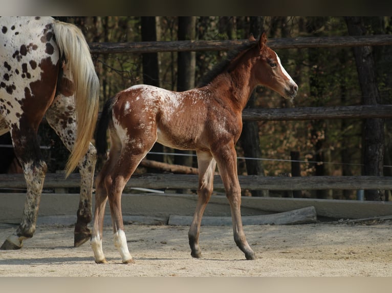 Appaloosa Jument Poulain (03/2026) 157 cm Léopard in Globoko