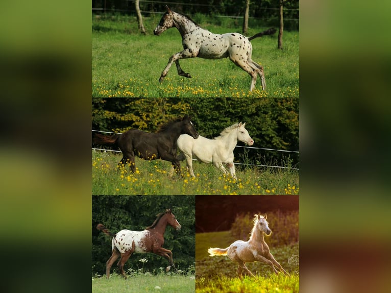 Appaloosa Jument Poulain (01/2025) 158 cm Léopard in Globoko