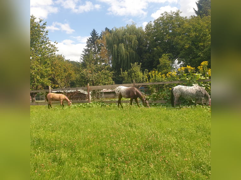Appaloosa Jument Poulain (04/2025) Buckskin in Dörzbach Appaloosa Jument Poulain (04/2025) Buckskin in Dörzbach