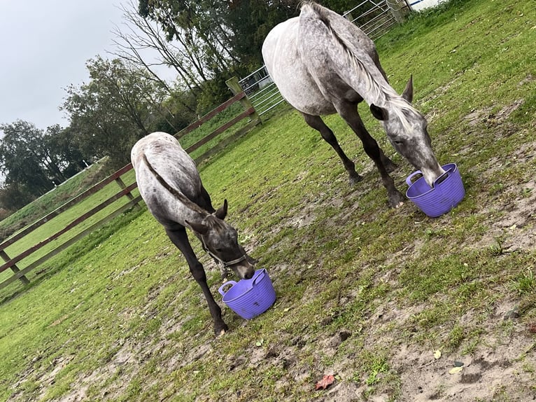 Appaloosa Croisé Jument Poulain (06/2025) in Tetenb&#xFC;ll