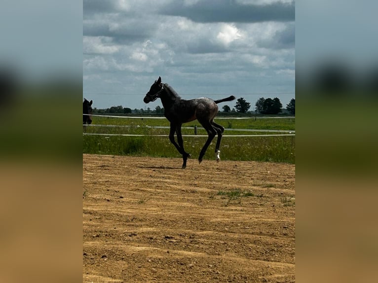 Appaloosa Croisé Jument Poulain (06/2025) in Tetenb&#xFC;ll