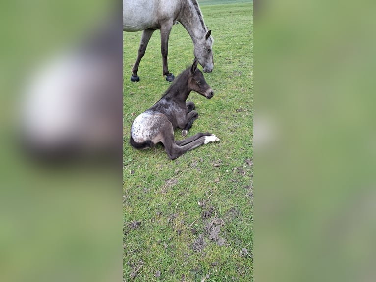 Appaloosa Croisé Jument Poulain (06/2025) in Tetenb&#xFC;ll