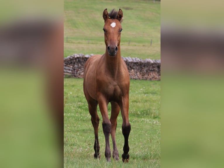 Appaloosa Jument Poulain (03/2024) Dunalino in Oberbronn