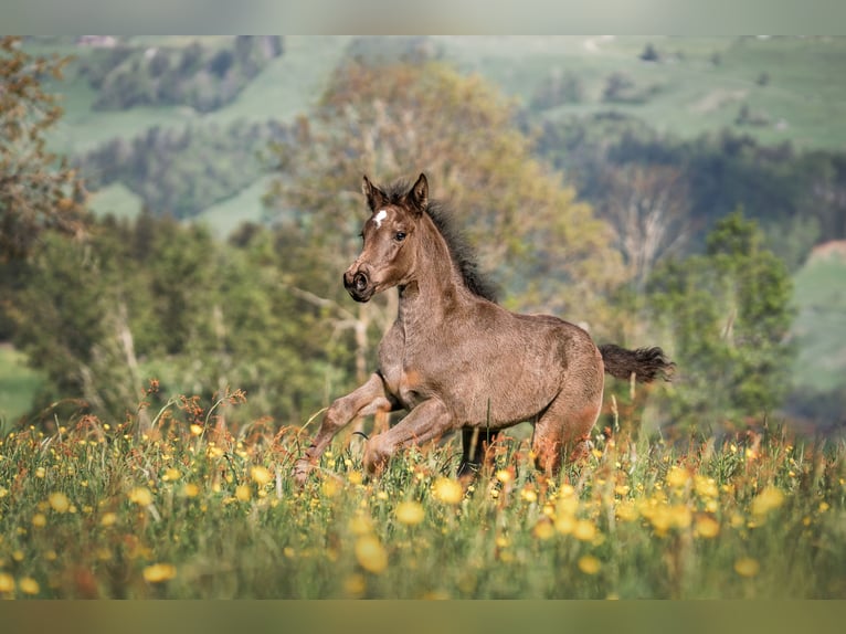 Appaloosa Jument Poulain (04/2024) Noir in Schüpfheim